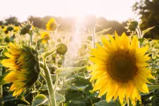 Photo showing a sunflower field in backlight.