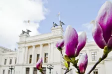 Photo showing blooming magnolias by Lund University.