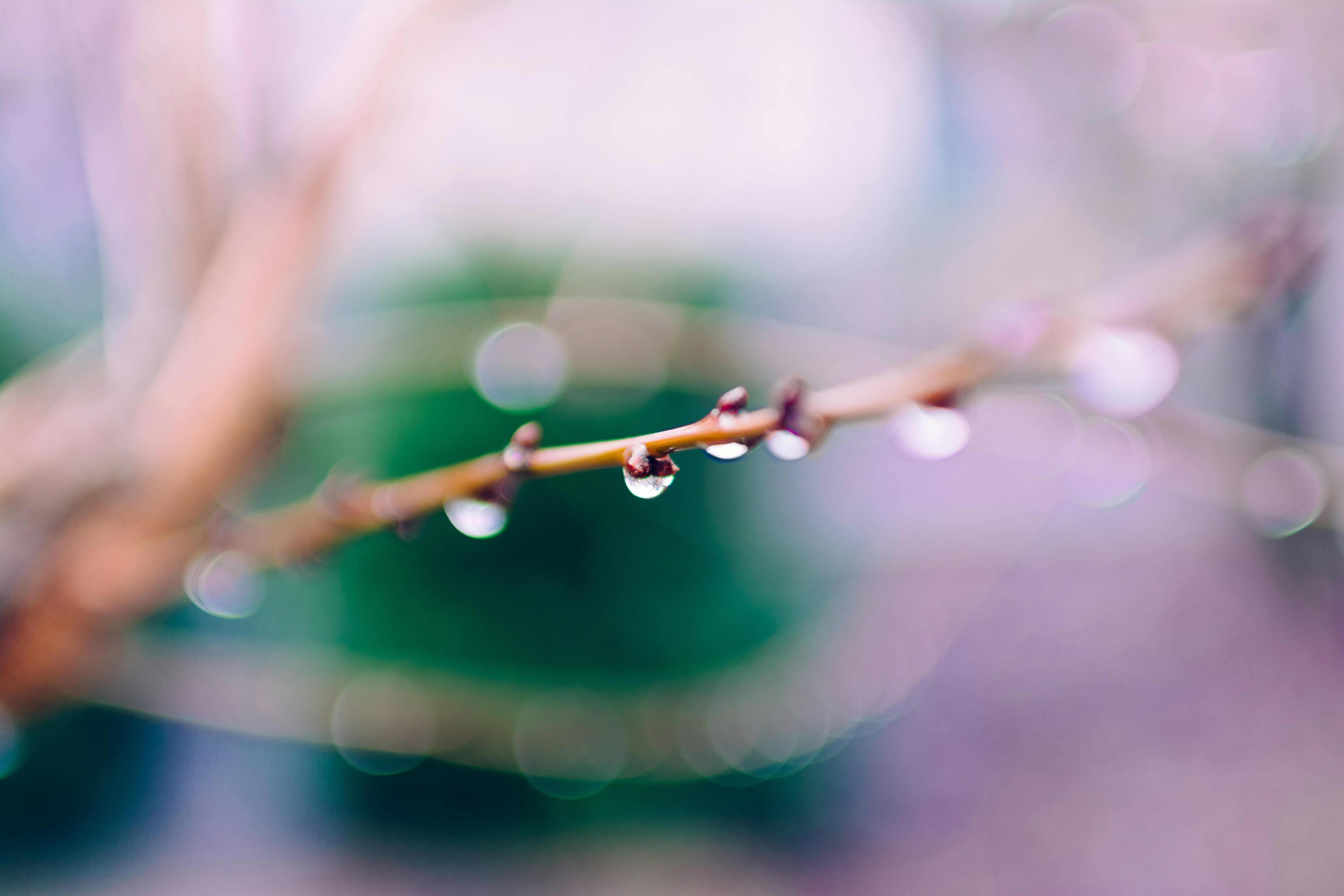 Foto som visar inzoomade regndroppar på en gren med suddig bakgrund.
