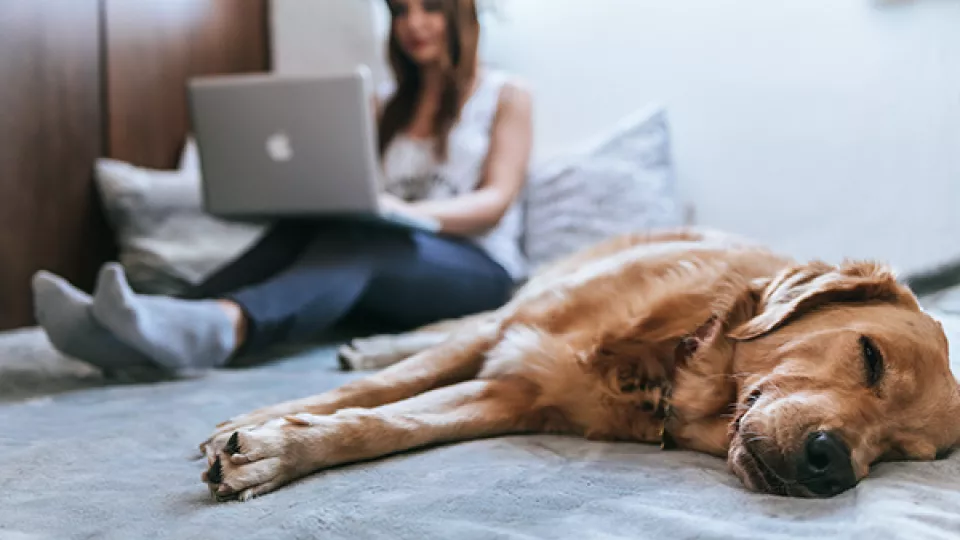Foto som visar en person som sitter i en säng med en laptop i knät och en hund som vilar bredvid.