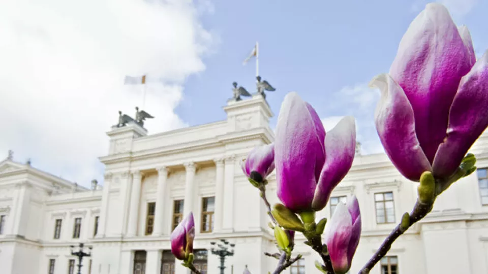 Foto som visar blommande magnolior vid Lunds universitet.